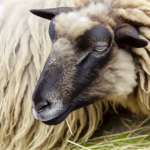 Mouton d'ouessant